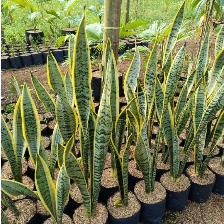 Sansivera Kuning