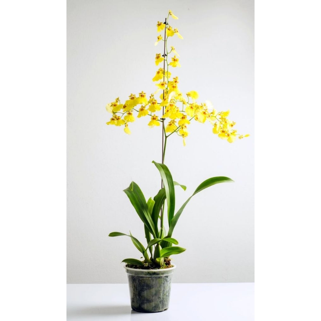Anggrek Oncidium Golden Shower - Anggrek Oncidium Berkualitas