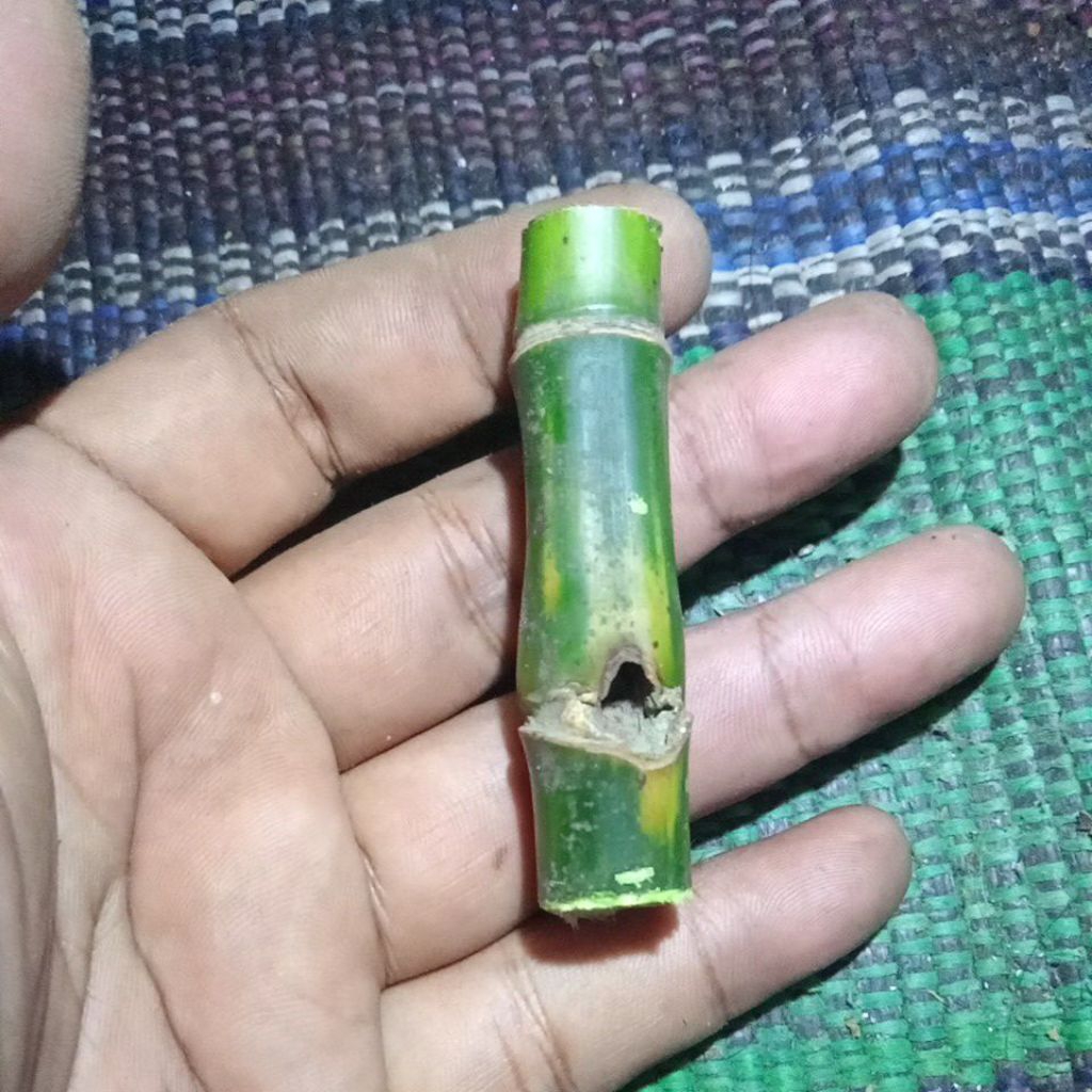 bambu combong alam