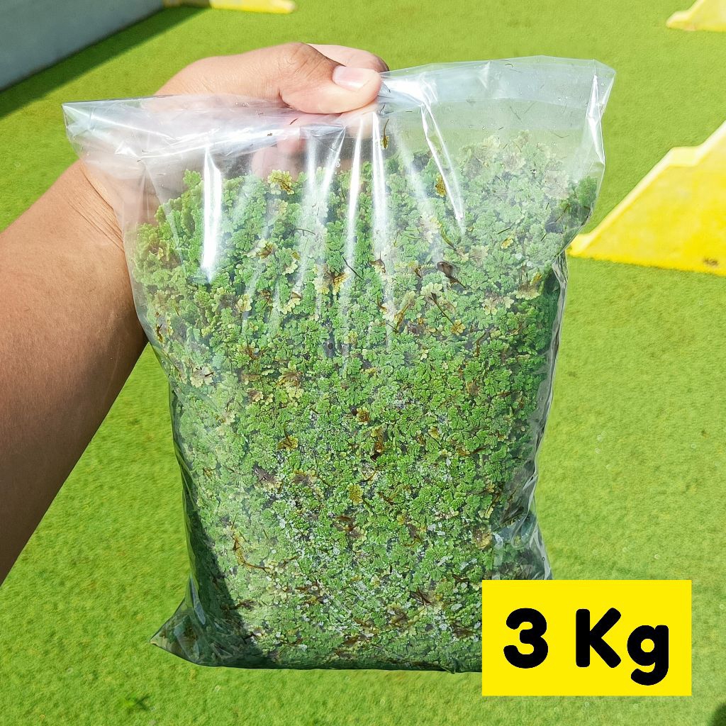 Azolla Segar 3 Kg | Bibit Azolla | Pakan Ayam Bebek Puyuh Ikan Lele Nila Gurame Kambing Sapi | Pakan