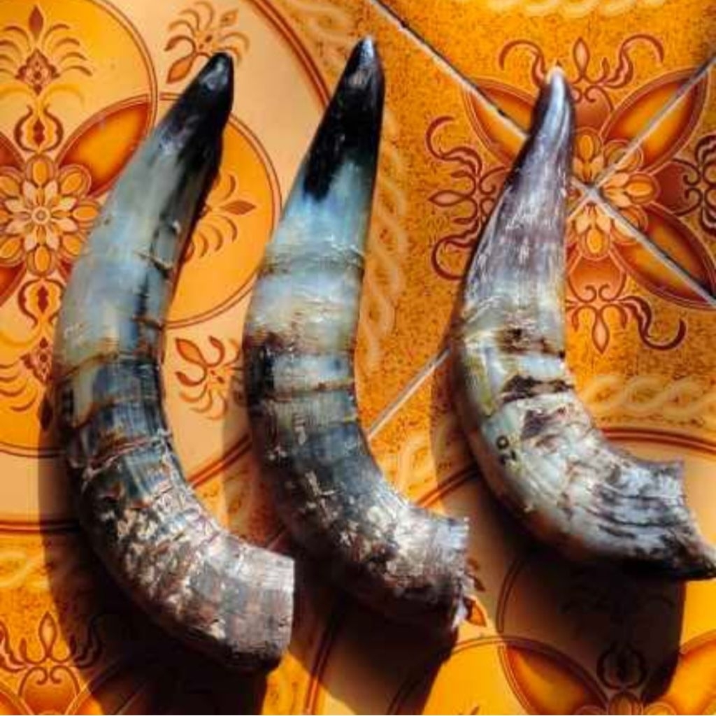 Tanduk Sapi Bahan Aksesoris