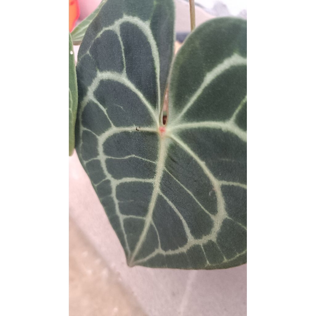 anthurium clarinervium red dot ( manik merah )