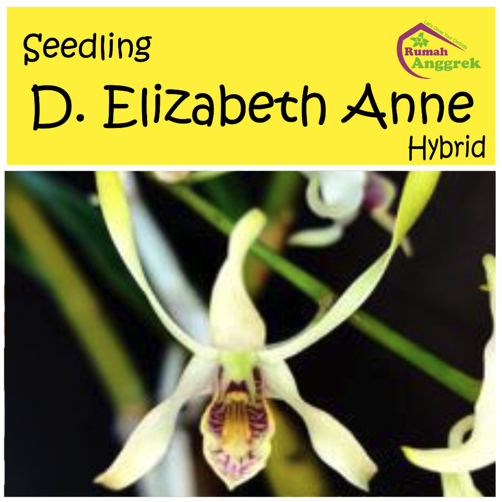 Seedling Anggrek Dendrobium Elizabeth Anne Hybrid dendro canaliculatum dan discolor pra remaja
