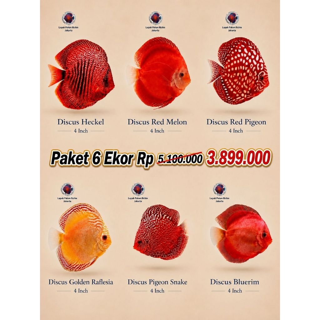 Paket 6 Ekor Ikan Discus 4 Inch – Heckel, Red Melon, Red Pigeon, Golden Raflesia, Pigeon Snake, Blue