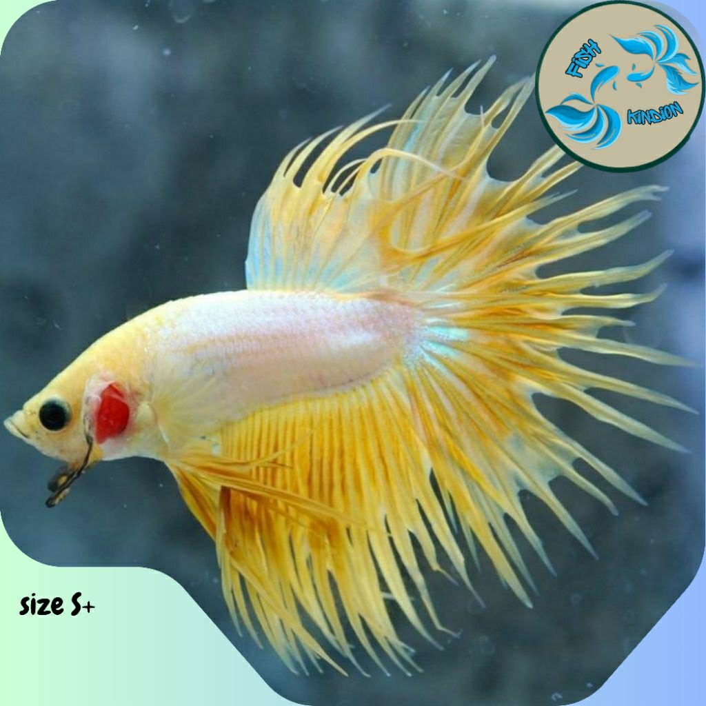 Ikan cupang Crowntail yellow