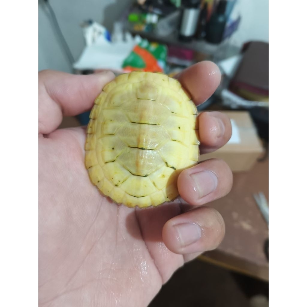 Kura Resbino (Res Albino) 6-7 cm