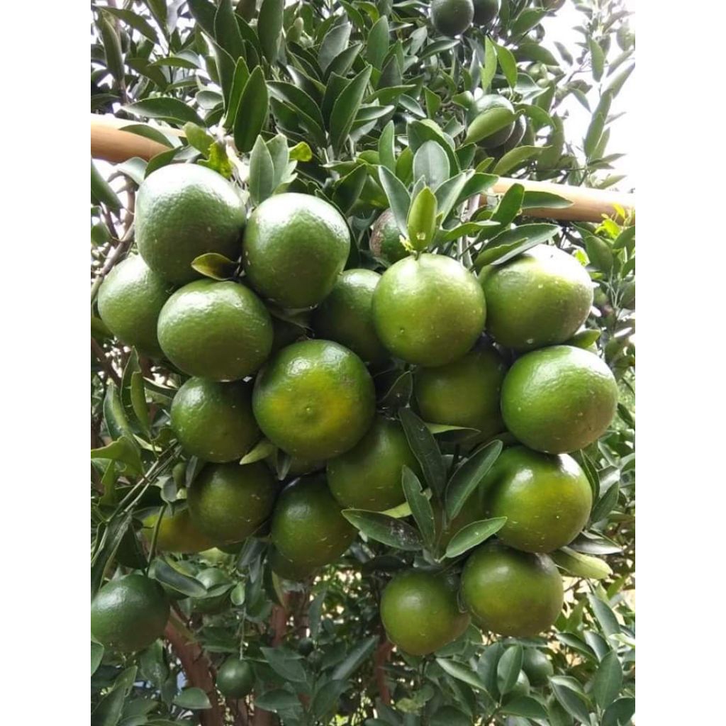 jeruk BW jeruk keprok bibit