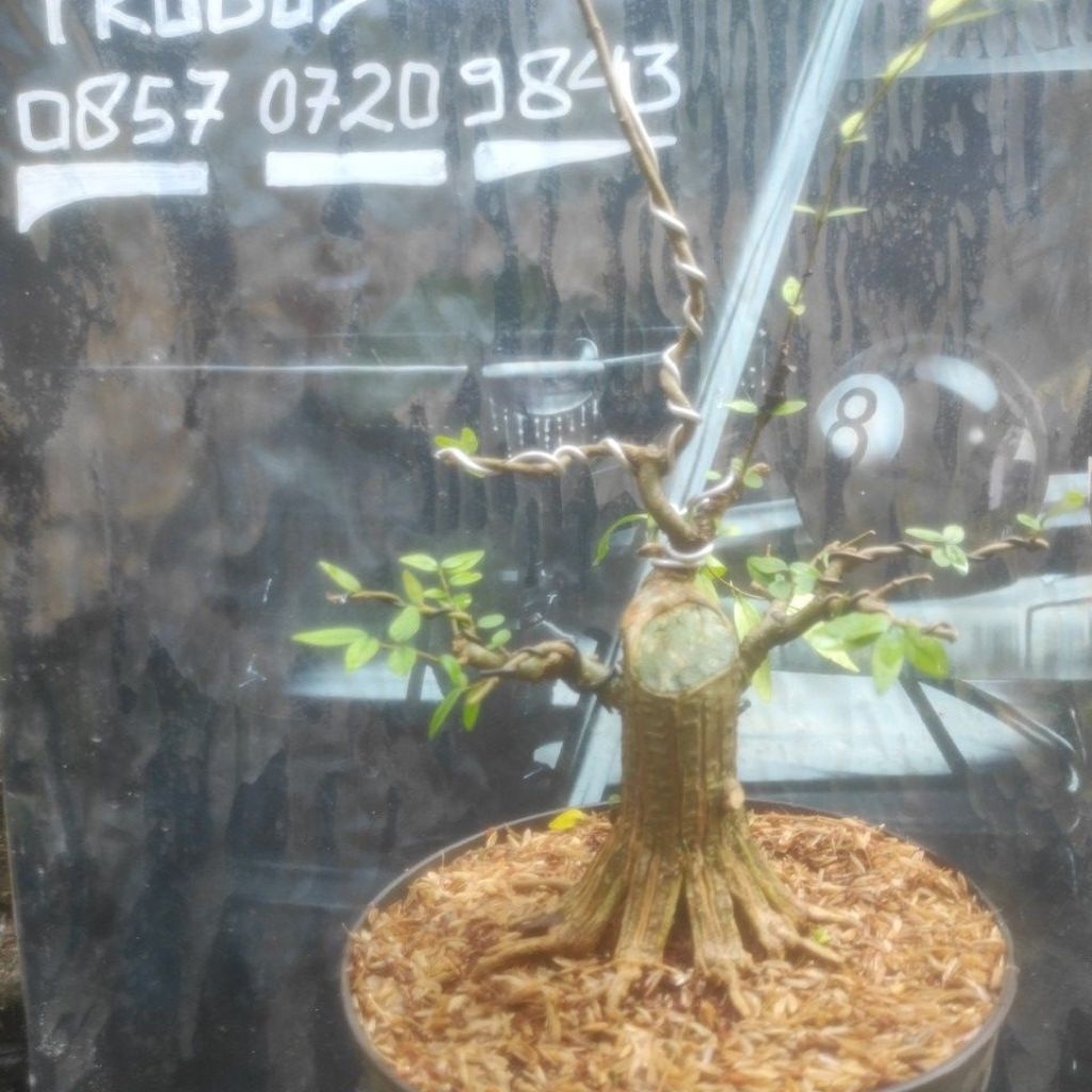 prokar anput