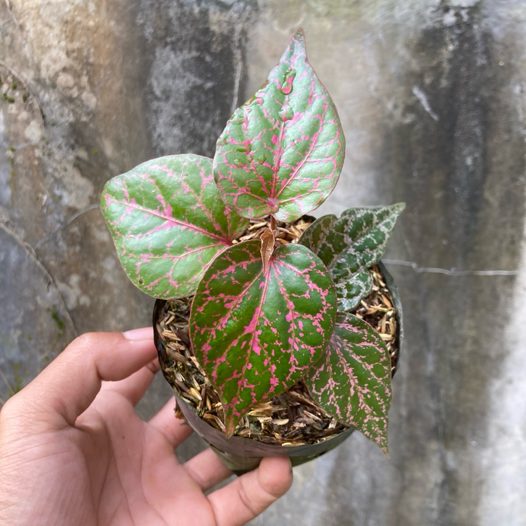 Piper ornatum / Tanaman hias / Tanaman herbal