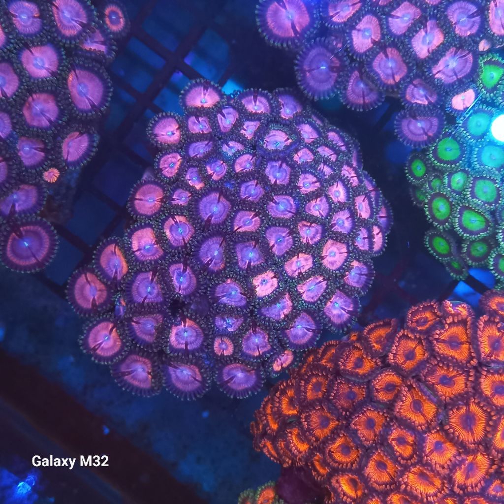 zoa  koloni mini 2