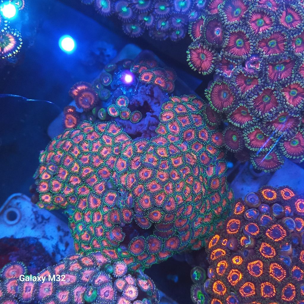 zoa koloni WYSIWYG 11