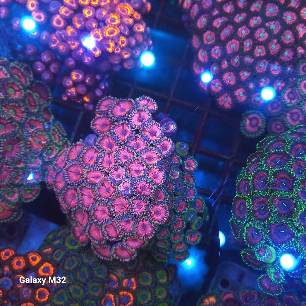 zoa koloni WYSIWYG 19