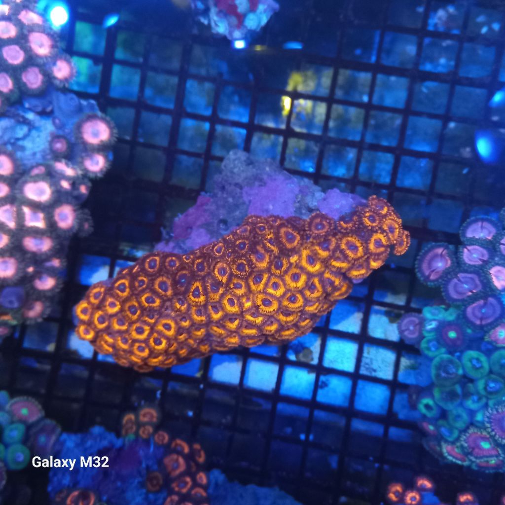 zoa koloni WYSIWYG 38