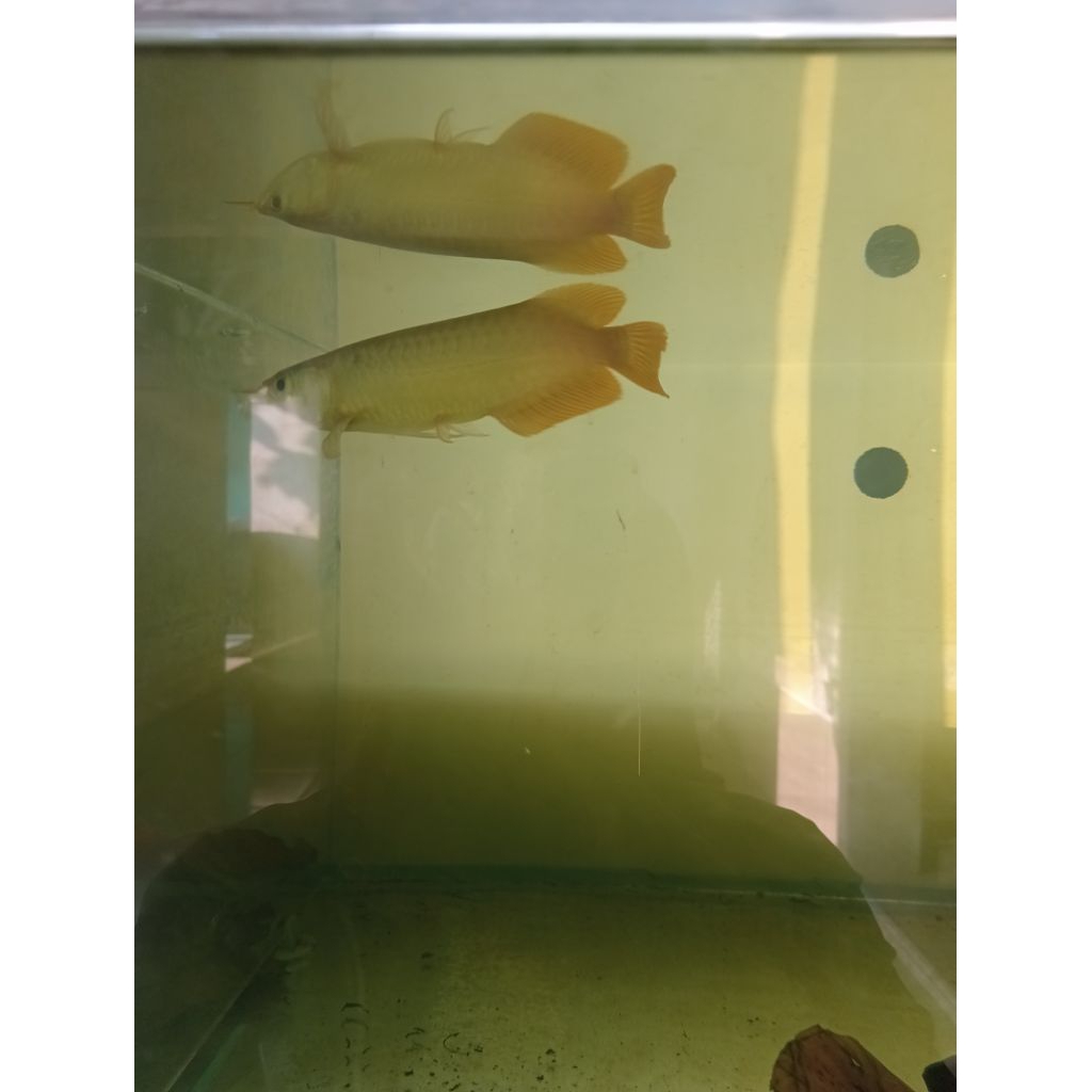 ikan arwana super red spuak ( gen red Chili )