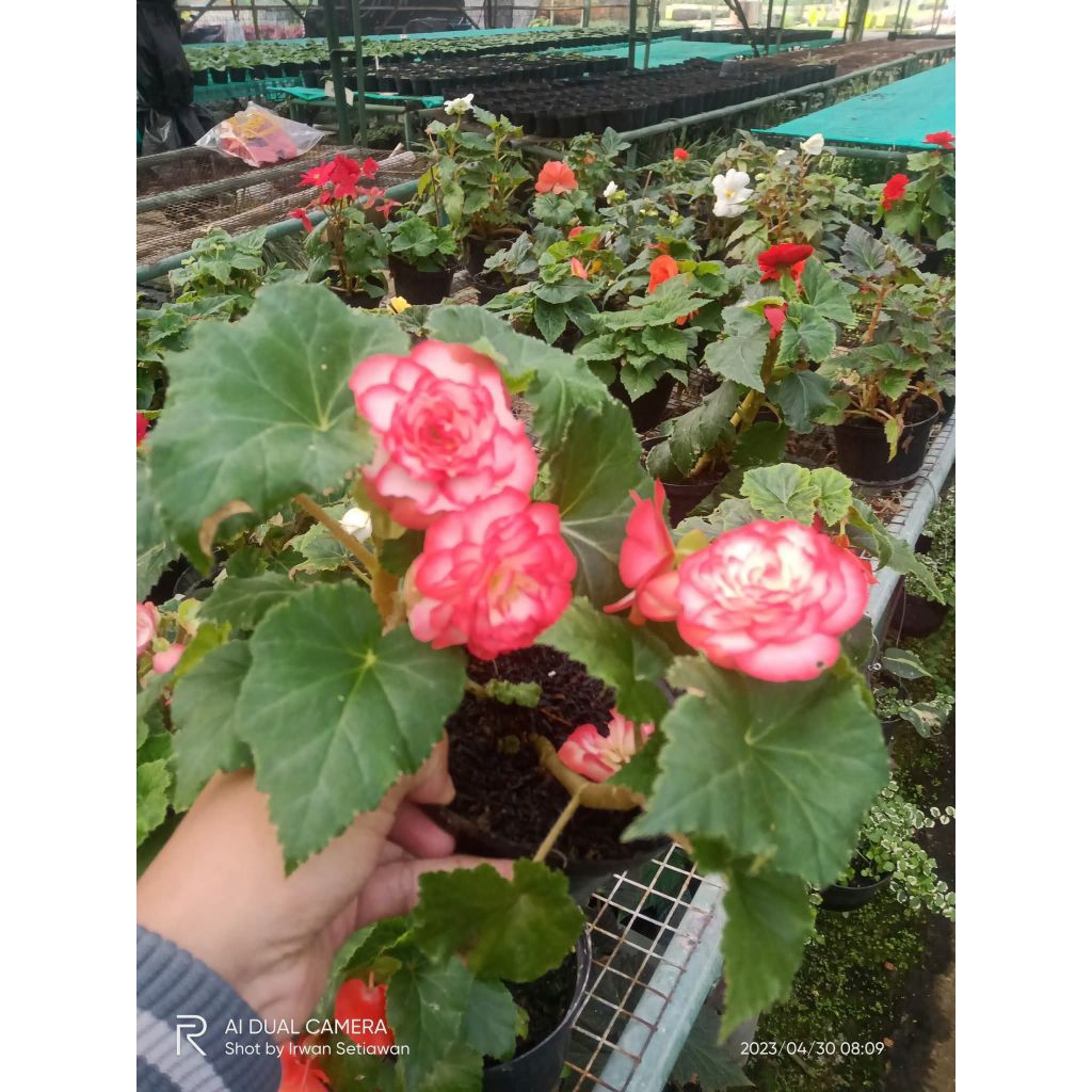 Begonia mawar