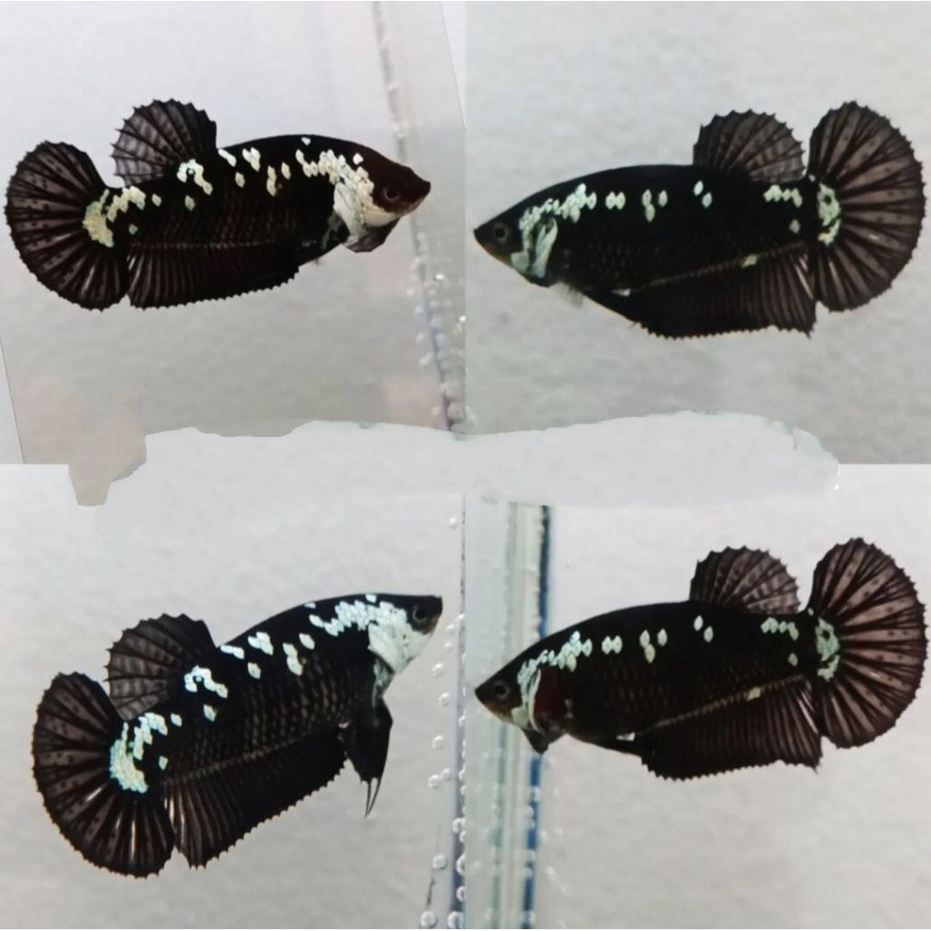 PROMO FEMALE HMPK BLACK SAMURAI