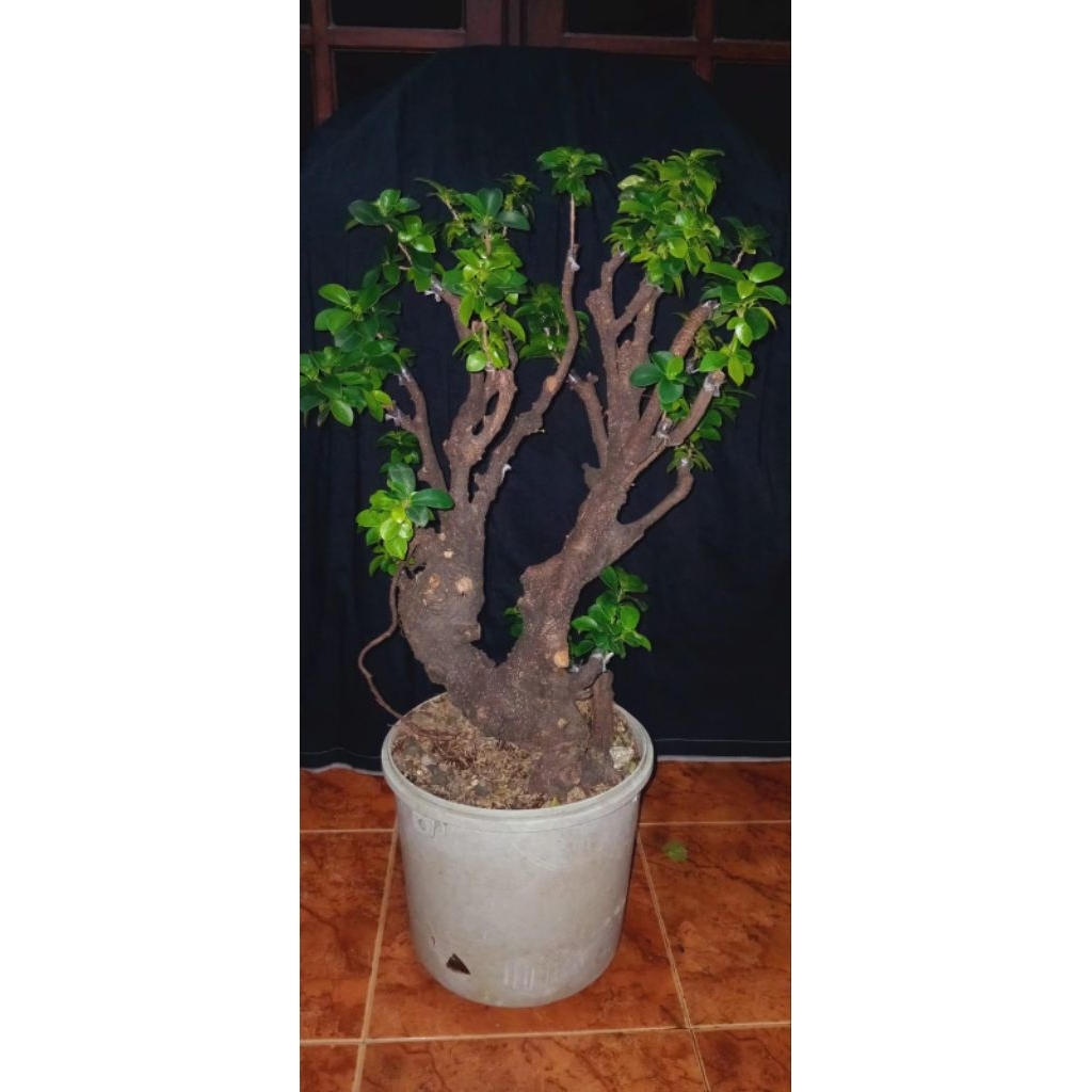 bonsai ficus compacta prospek, real pick