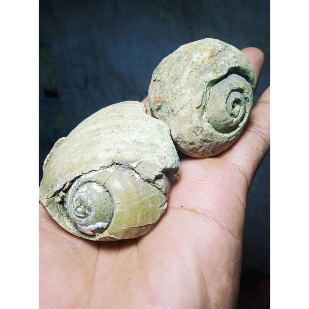 batu fosil keong purba