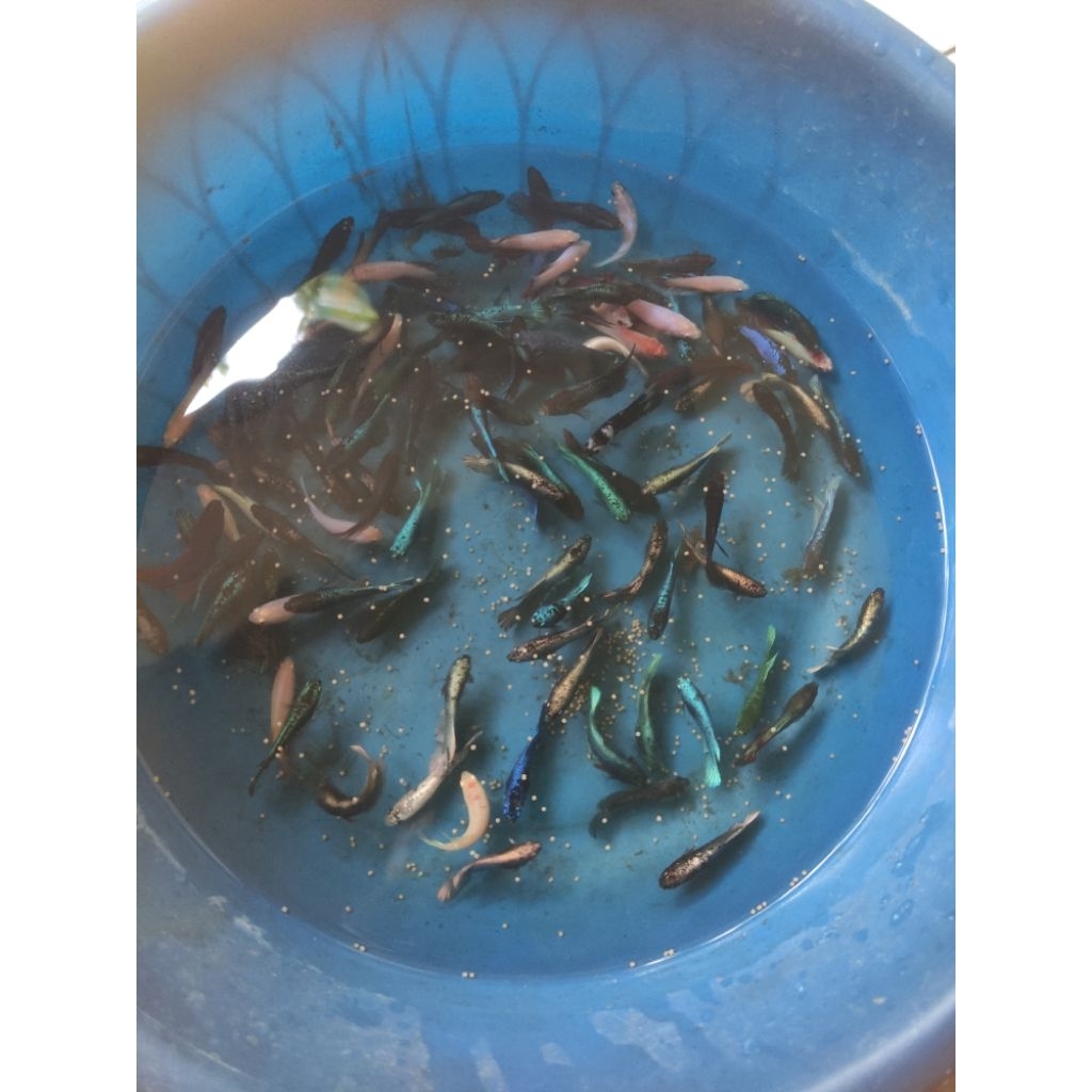 cupang Halfmoon betina