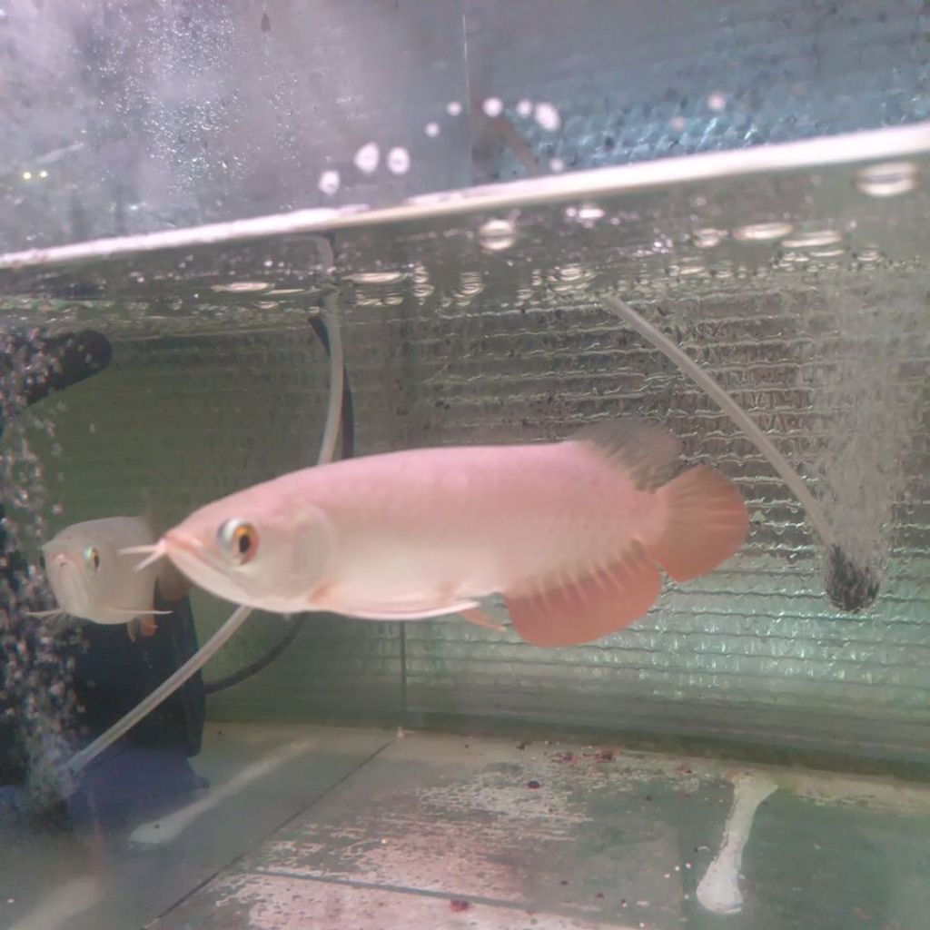 ARWANA GOLDEN RED -+20CM LENGKAP SERTIFIKAT