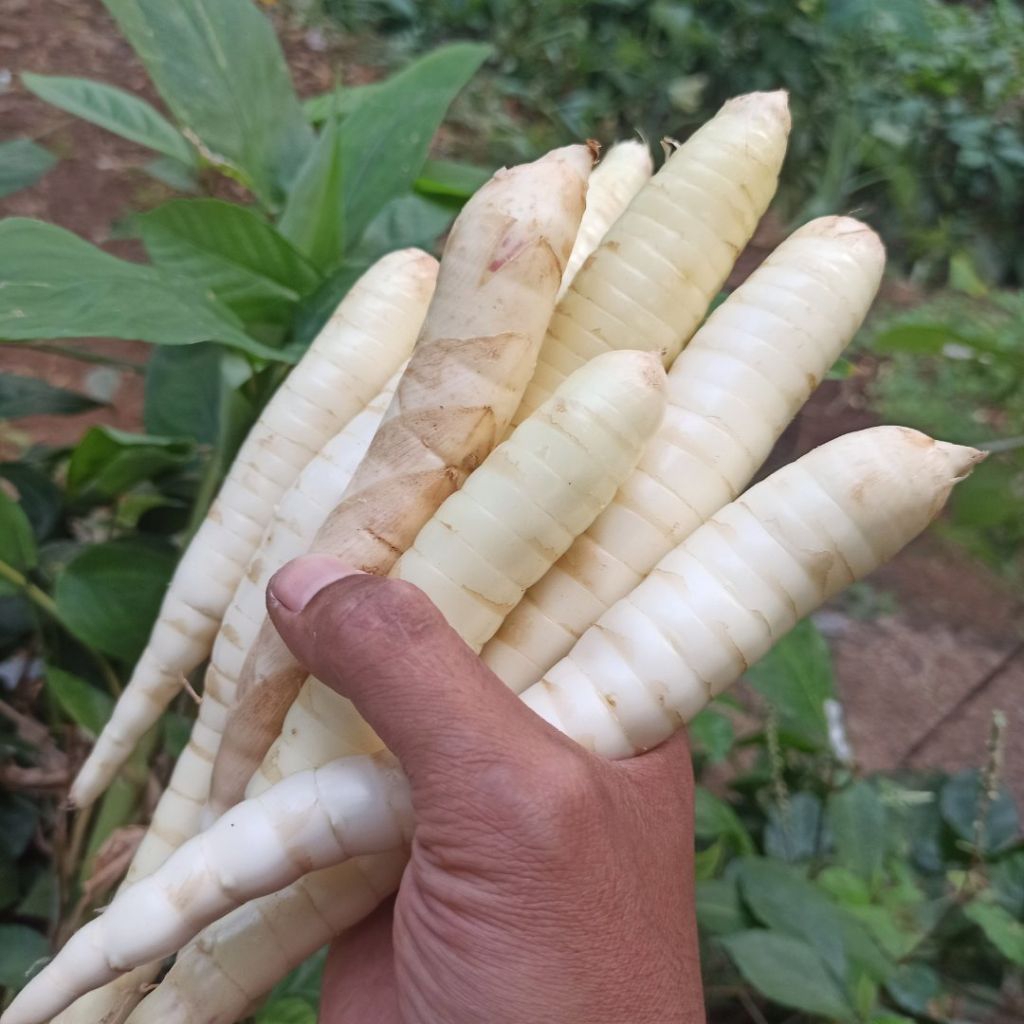 900 gr umbi garut / ubi garut / angkrik / kerut / lerut