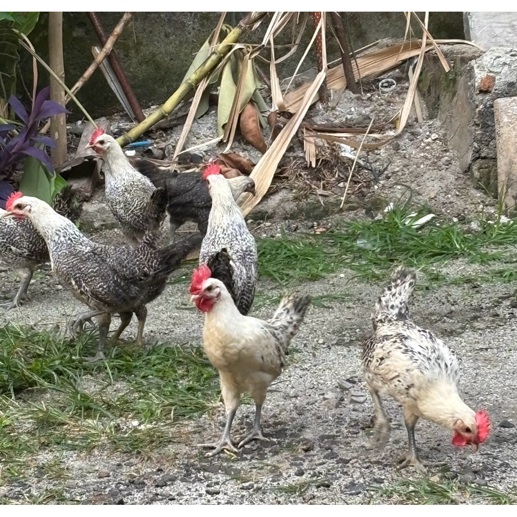 Ayam Arab 1,5 bulan (Jantan)