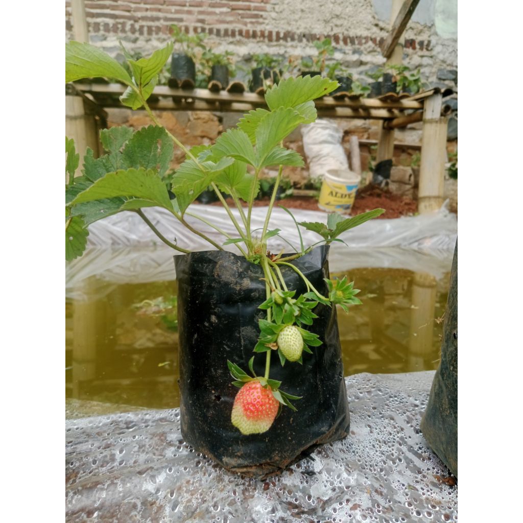 bibit indukan strawberry sudah berbuah