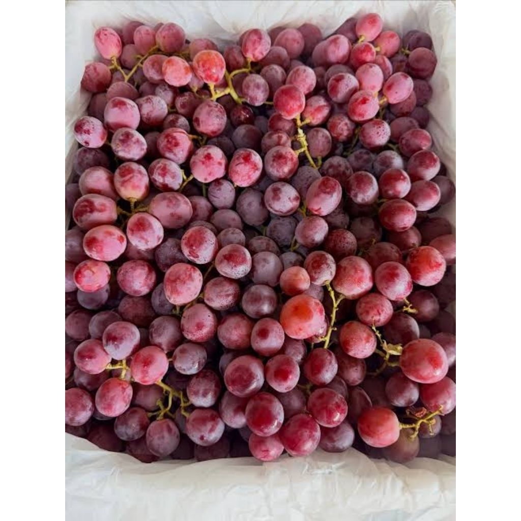 BUAH ANGGUR SEGAR