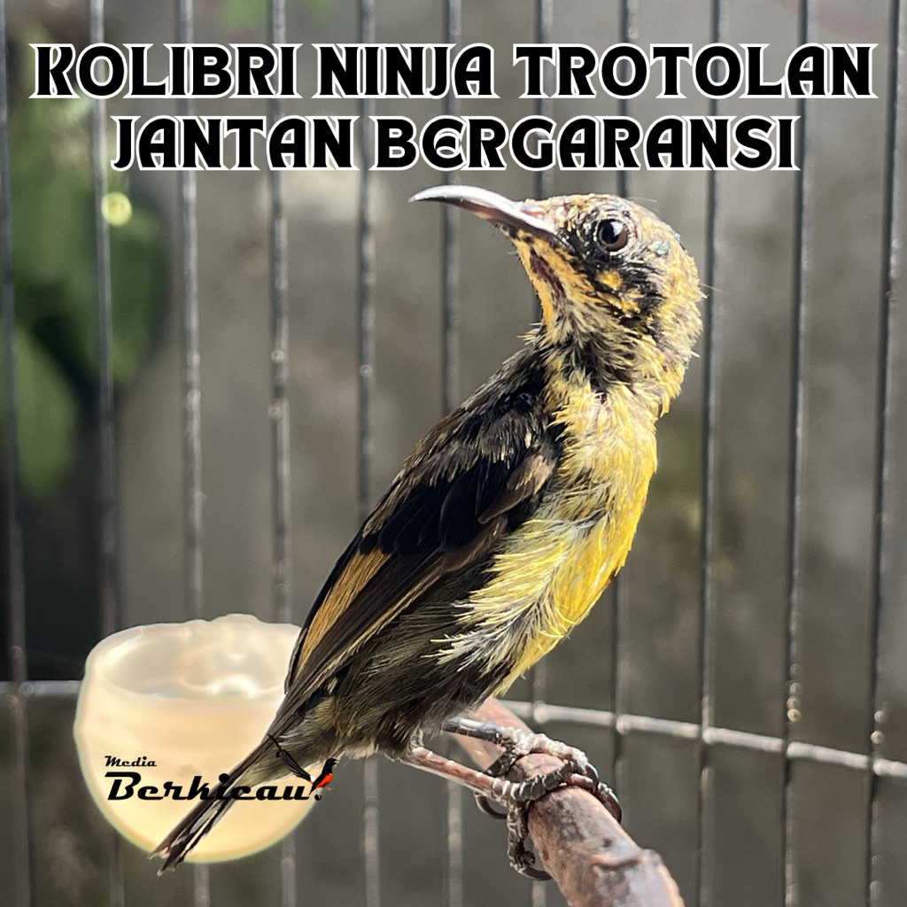 Kolibri Ninja Konin Trotolan Ijoan Rawatan Jantan Bergaransi