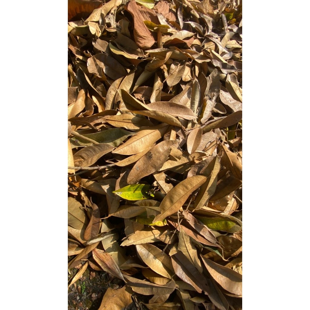 Daun Kering untuk kompos 500 gram
