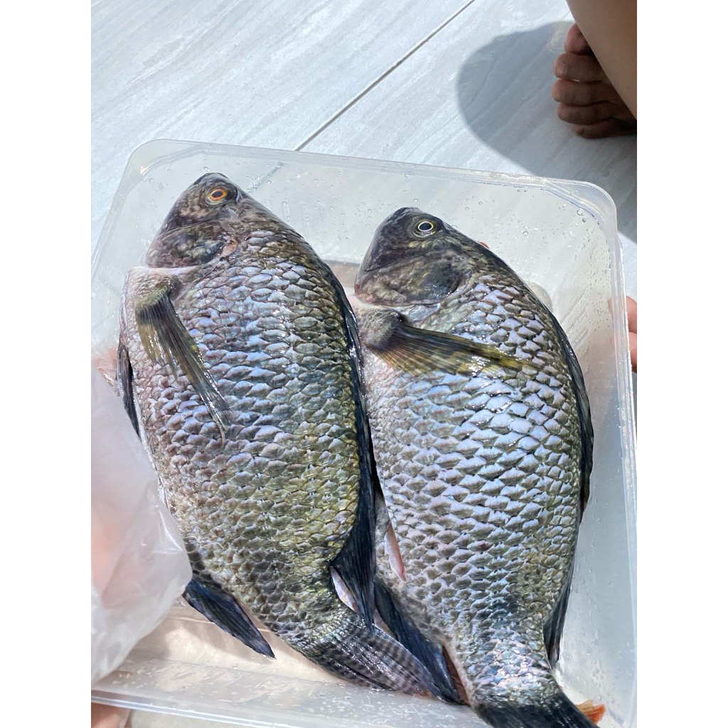 ikan MUJAIR 1 kg ukuran besar sudah bersih siap goreng