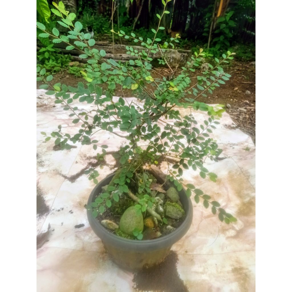 Bahan Bonsai Elm Chinese/Ulmus Micro