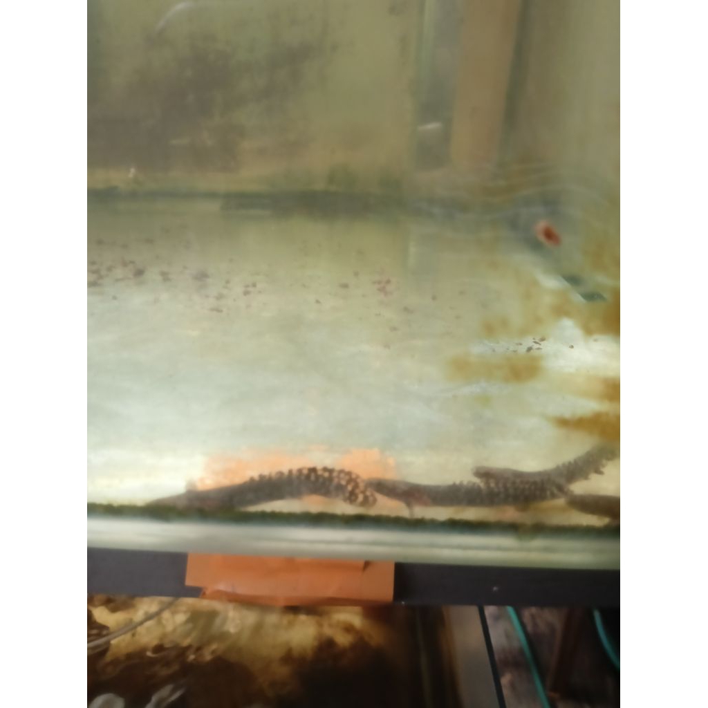kebutuhan akuarium  hiasan palmas orna palmas ornatipinis tankmate