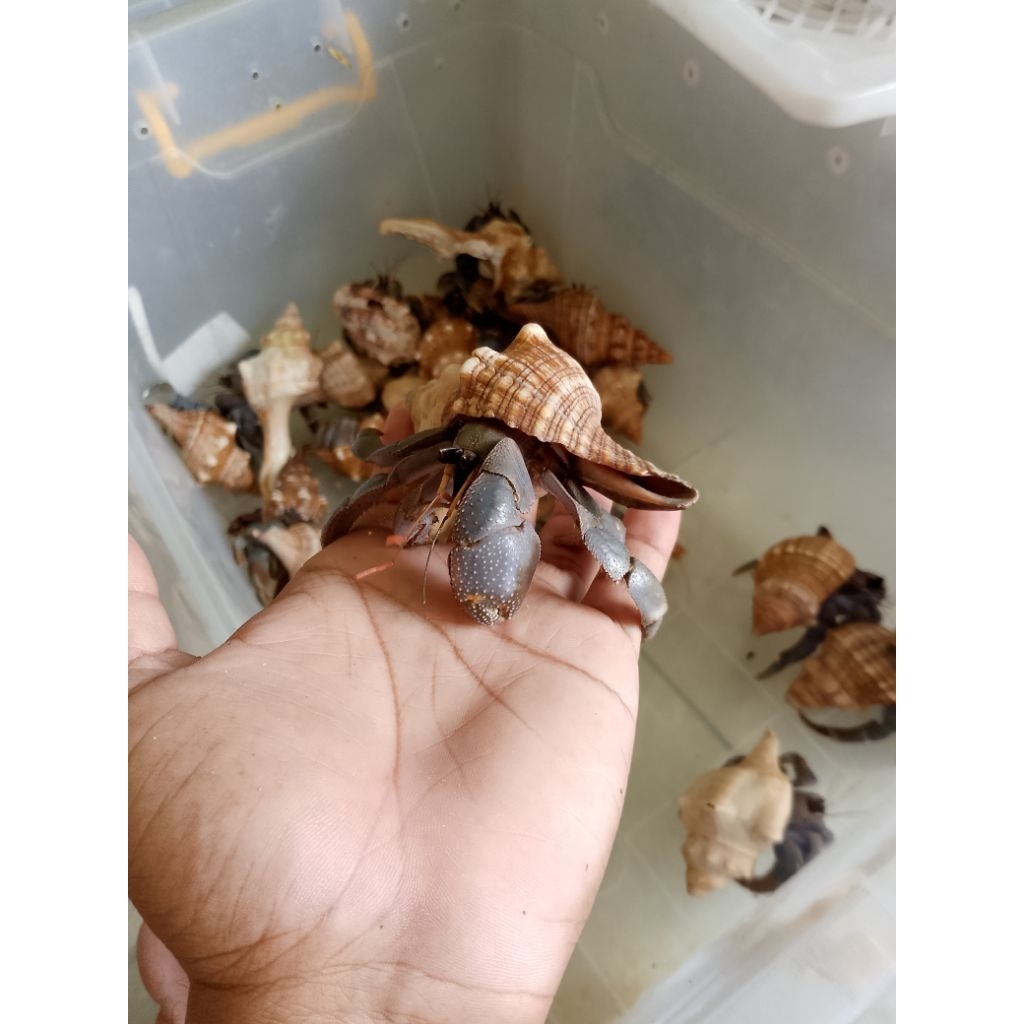 Umang size l-Xl random Mantap