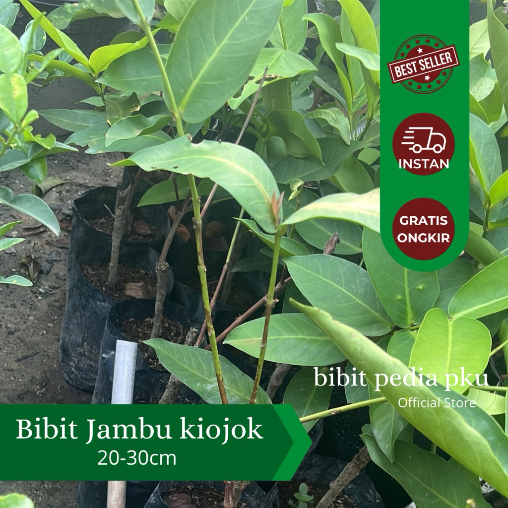 Bibit jambu kiojok okulasi