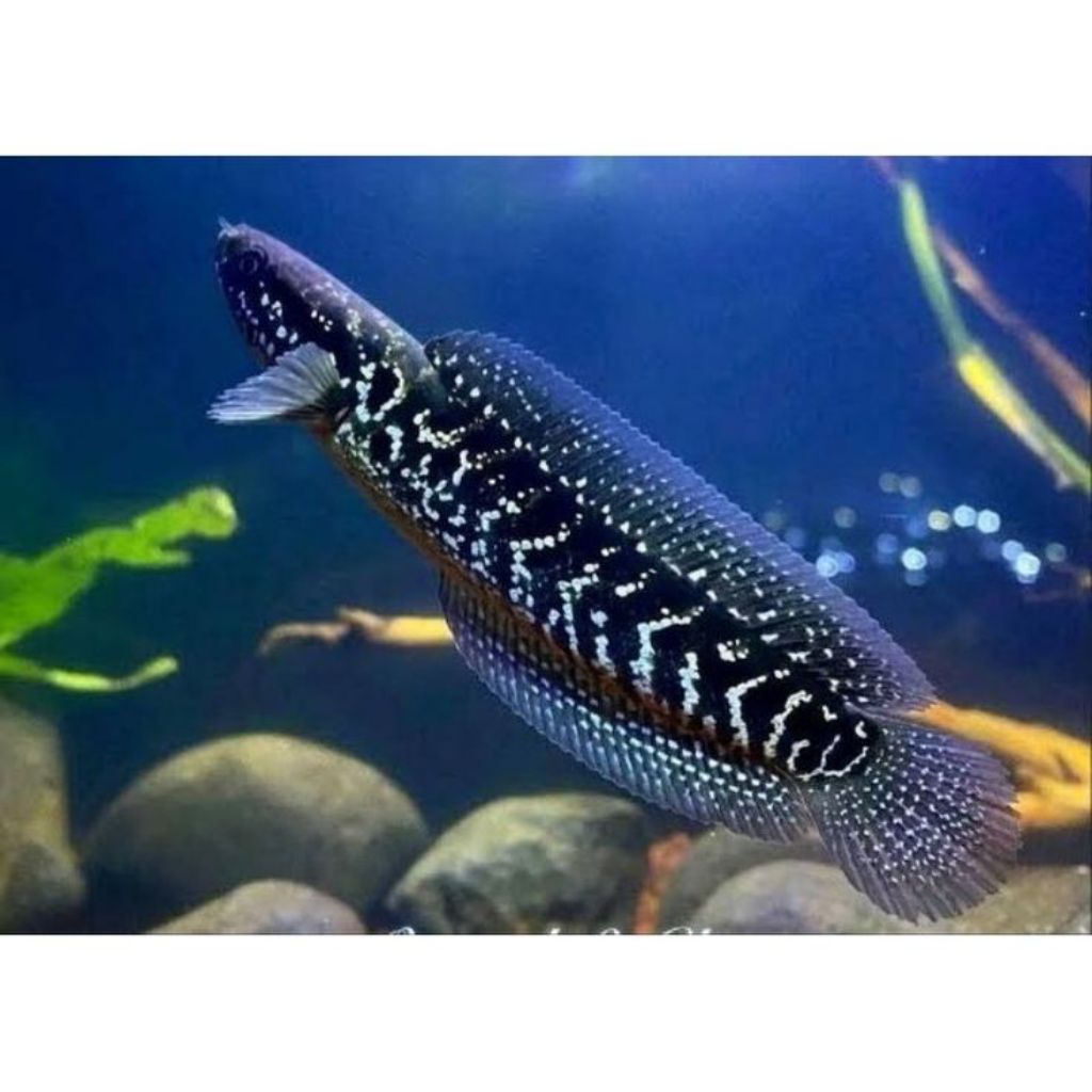 Ikan Predator Channa Asiatica WS - White Spot, Warna Hitam dan Bintik Biru || size 7-10cm
