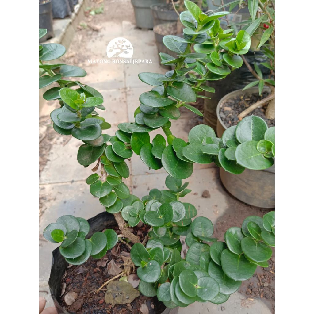 Natal plum buah bahan bonsai import