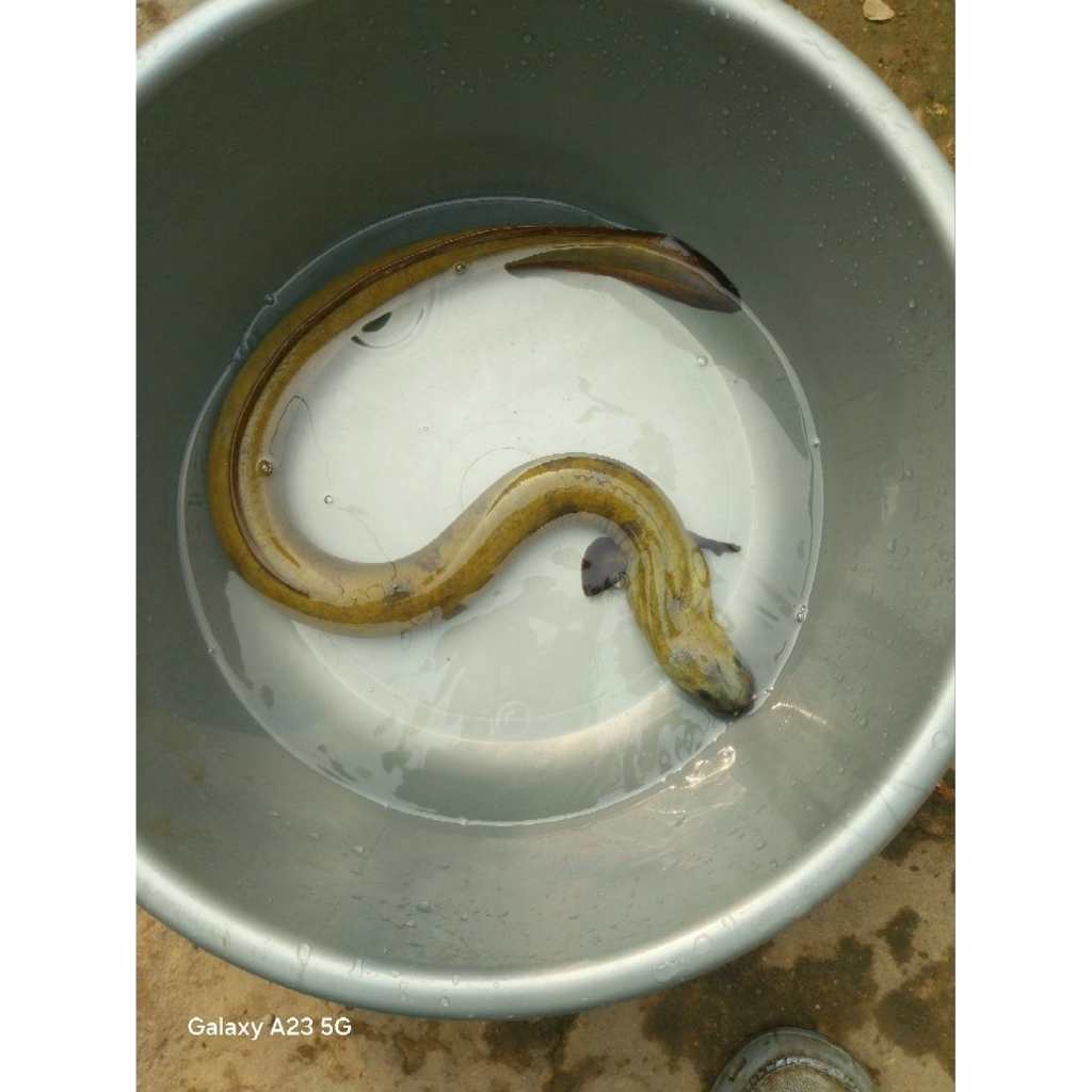 SIDAT BICOLOR Konsumsi Ukuran Babon isi 1-3 Ekor /Kg Kondisi Hidup