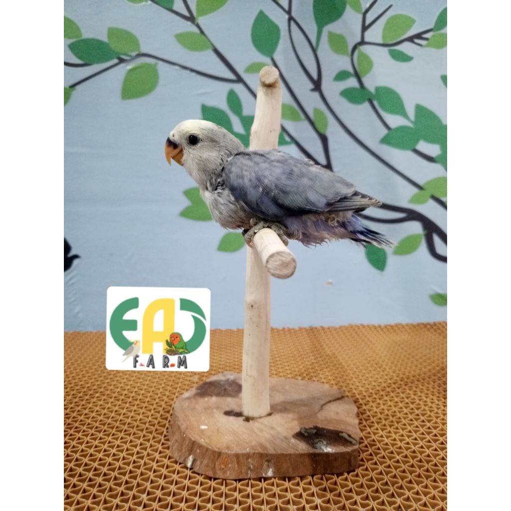 Lolohan Lovebird NK Non klep Pied Blue