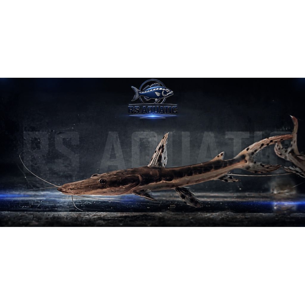 TSN Catfish/ Tiger Shovelnose Catfish Size 8-10cm