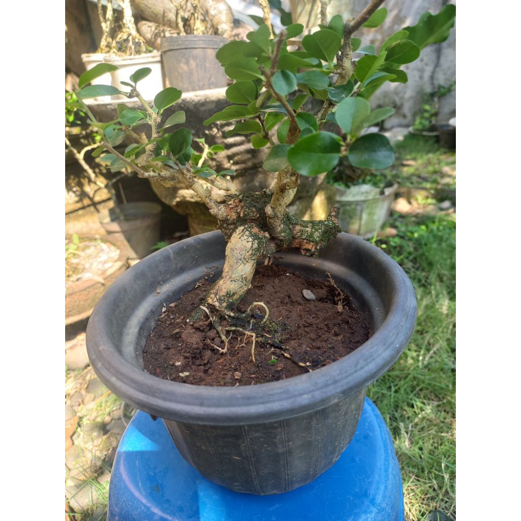 Bonsai serut prospek