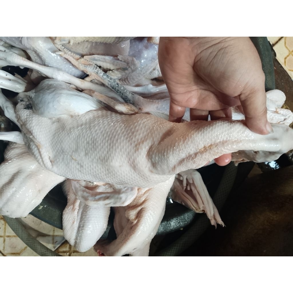 bebek peking 1ekor