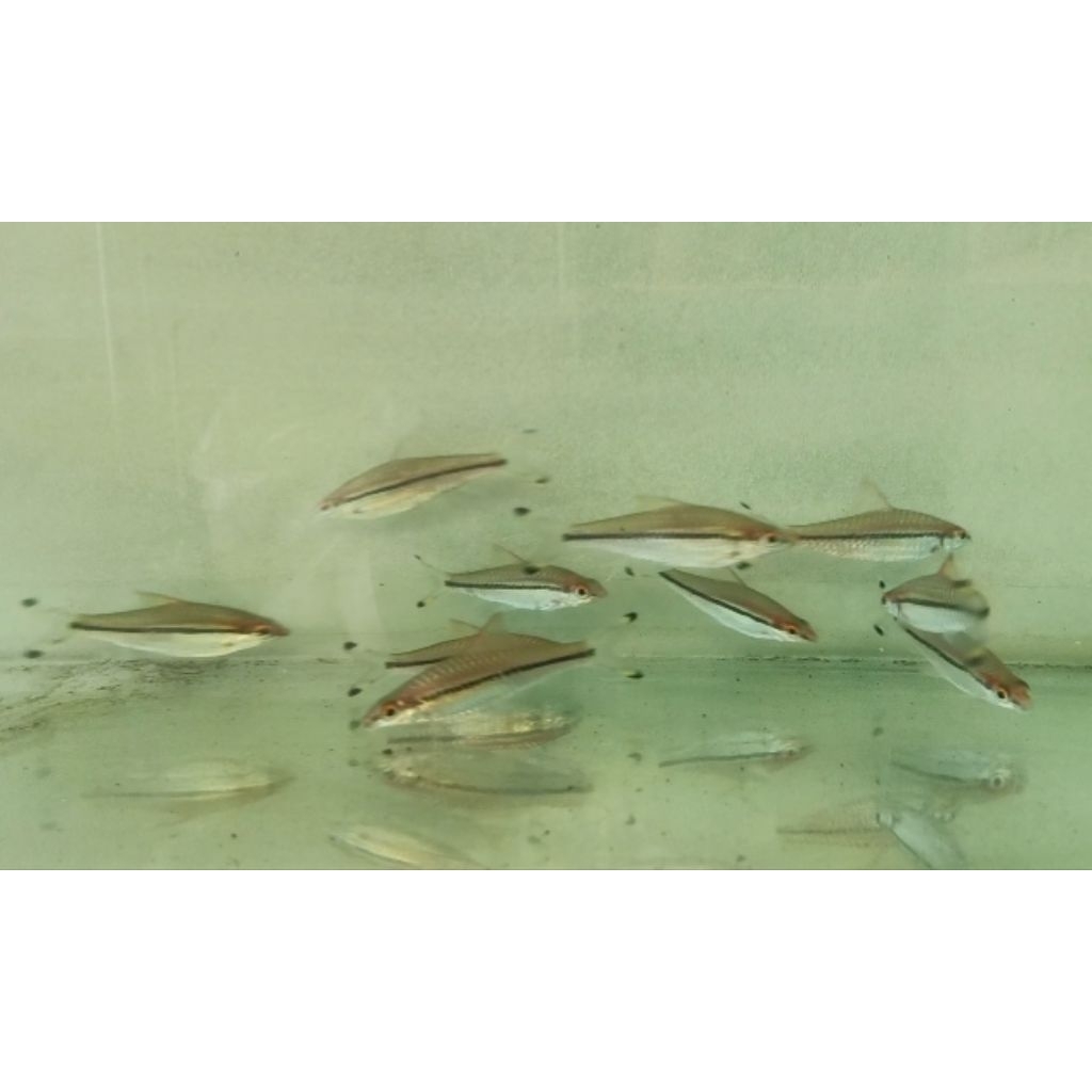 Ikan Hias Puntius Denisoni / Red Line Torpedo Barb Aquascape 2cm - 5cm