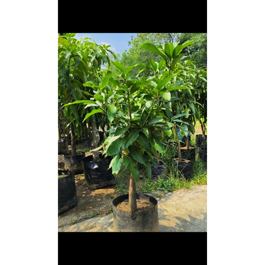 Mangga manalagi madu jumbo spek bonsai rimbun siap berbuah