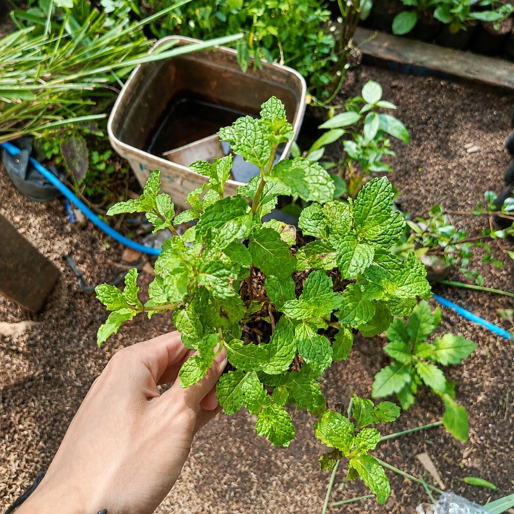 Bibit Mint Tanaman Herbal Daun Mint - Aroma Segar Mint