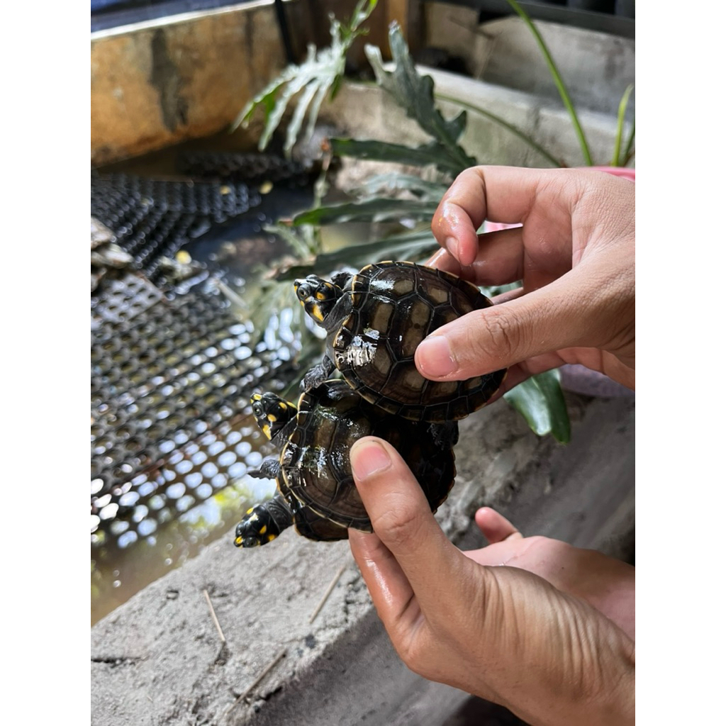 UNIFILIS / kr. sungai bintik kuning