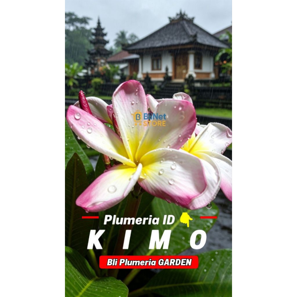 Bibit Stek KIMO Plumeria - Jepun Kamboja Frangipani BALI