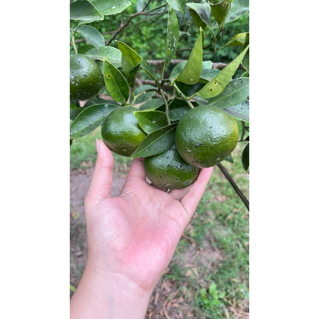 Jeruk Peras 1kg