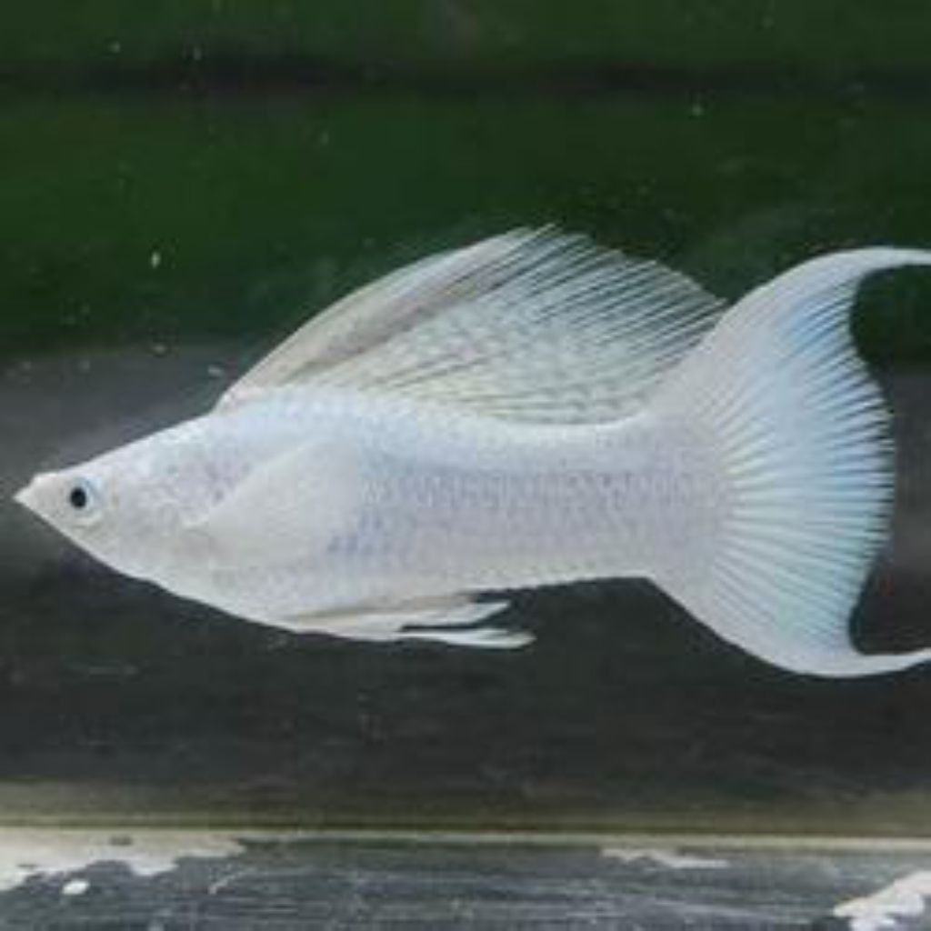 Molly platinum