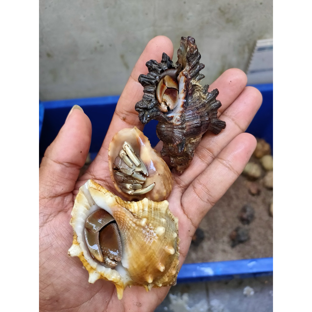 mainan kelomang, keong jenis rugo
